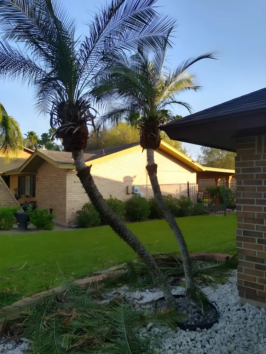 Do Palm Trees in Harlingen Need Fertilizer Year Round?
