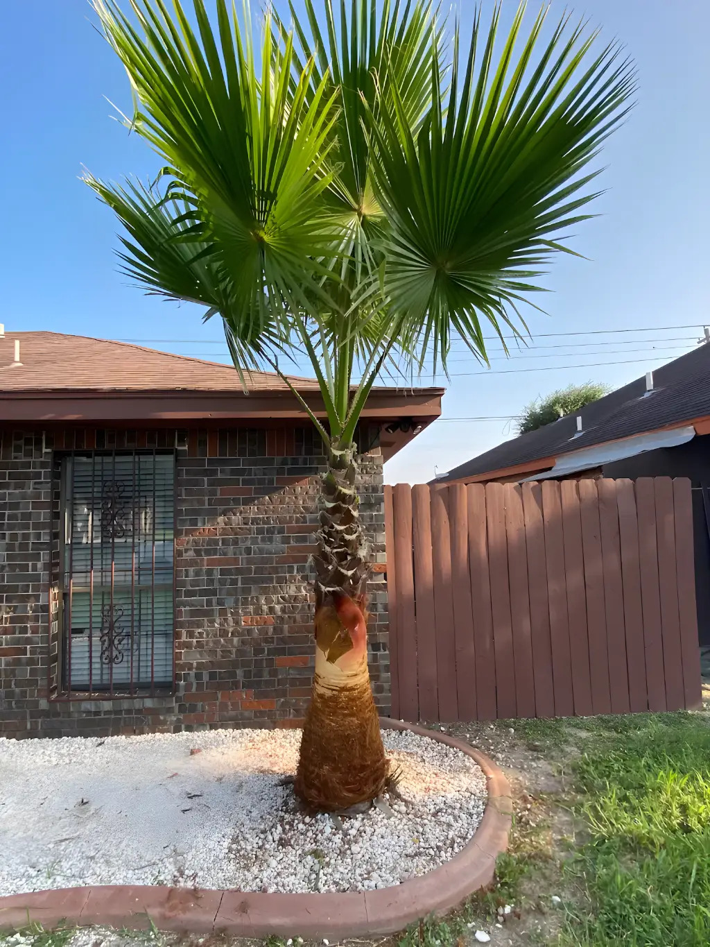 Why Palm Tree Maintenance Matters in Harlingen's Climate