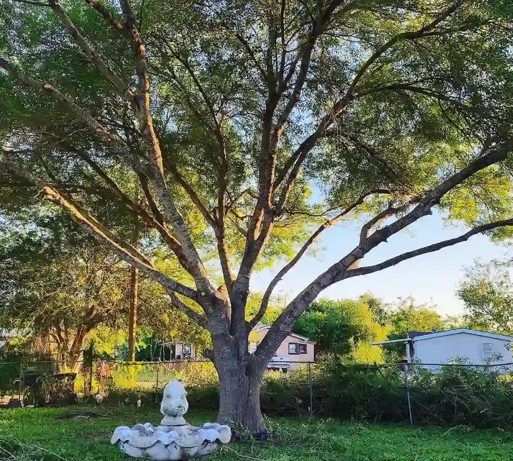 Common Signs Your Tree Needs Emergency Attention