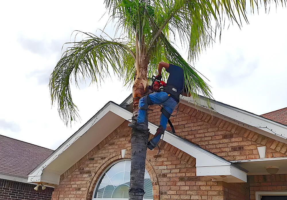 Expert Tree Care & Tree Maintenance