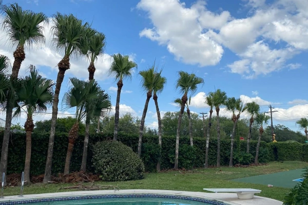 Palm Tree Trimming & Care