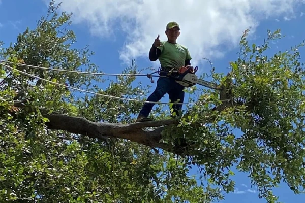 Tree & Trimming 