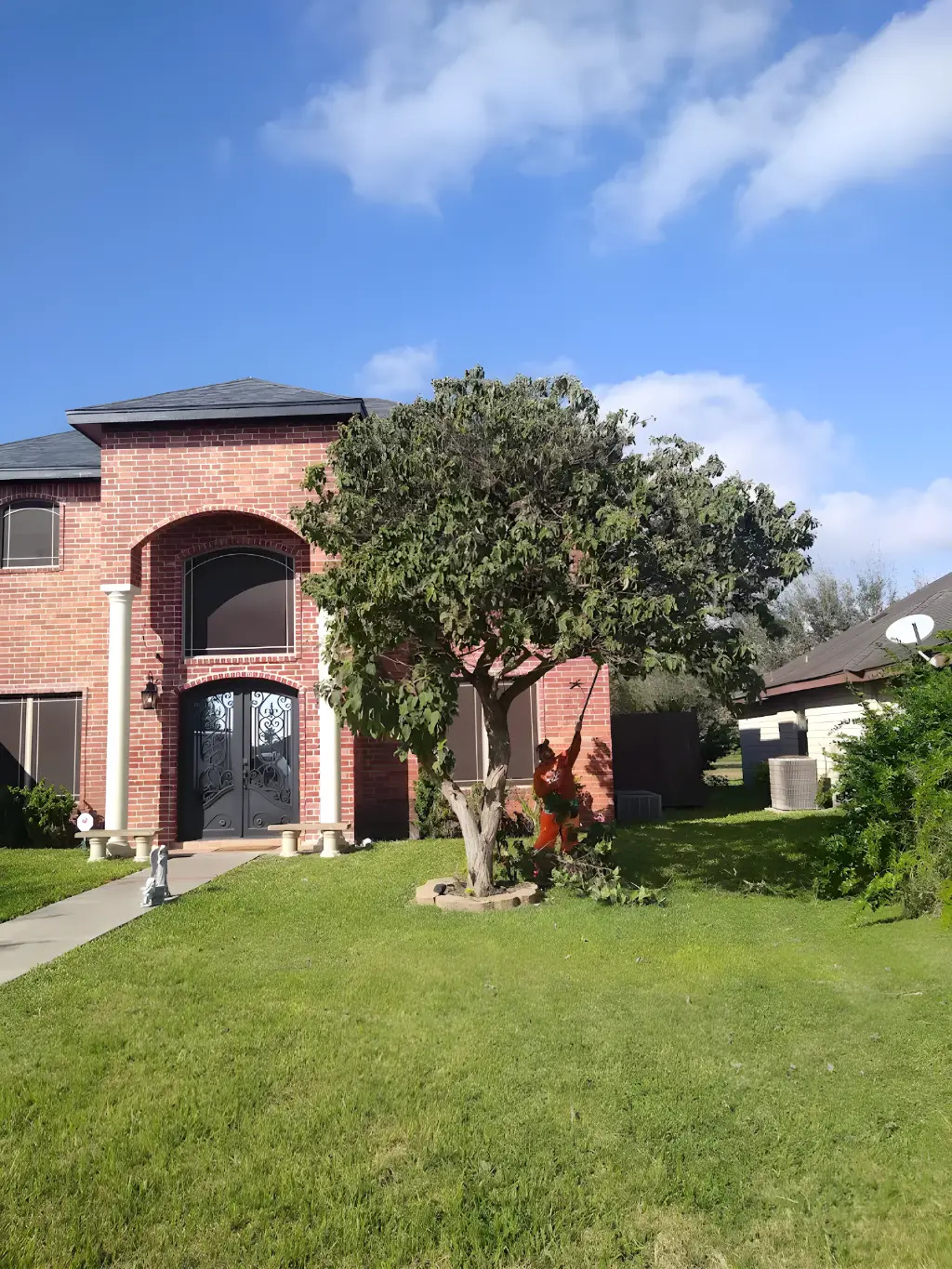 When to Trim Trees in Harlingen for Healthier Growth