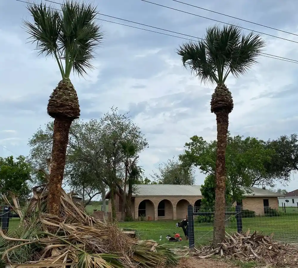 A large palm tree stands tall before palm trimming by Gold Tree Trimming LLC in Harlingen, TX.